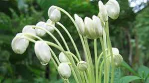 Image result for Clerodendrum incisum