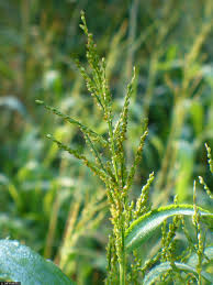 Image result for Urochloa comata