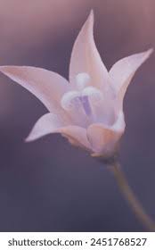 Image result for Wahlenbergia undulata