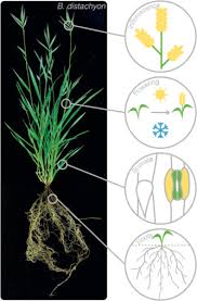 Image result for Brachypodium