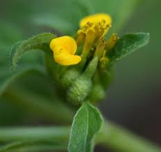 Image result for Sclerocarpus