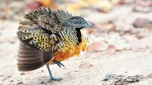 Download suara burung kacer mp3 ⭐masteran gacor, betina dengan berbagai jenis, seperti poci, india, managaskar semua jenis. Burung Puyuh Tegalan Loreng Yang Gemar Bertarung Greeners Co