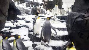 Empire of the penguins take you on a wild and magical journey featuring puck a new baby penguin that just hatched, and faces the triumphs and seaworld made it so realistic!. Seaworld S Antarctica Empire Of The Penguin Puts You Inches From Penguins
