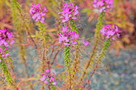 Image result for Cleome houtteana