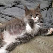 granpatron s rune www granpatron ru 猫 メインクーン メインクーン 猫