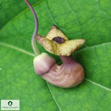 Image result for Aristolochia zenkeri