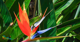 Bird Of Paradise Flower Meaning The Bird Of Paradise Flower Meaning Includes Joy And Paradise As It Is The Quintessential Tropical F Birds Of Paradise Flower Flower Meanings Tropical Flowers