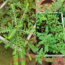 Image result for Phyllanthus inflatus