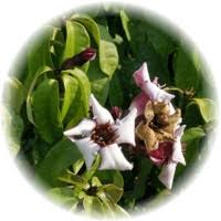 Image result for Strophanthus eminii