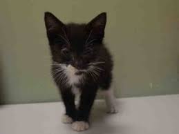 Ace A1083559 Cat Today Cats Animals