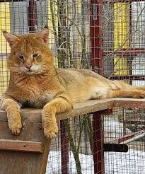 new the 10 best home decor with pictures kamyshovyj kot pushok na progulke felis chaus po priobreteniyu gibridnyh zhivotnyh chauzi savanny obrashajtes