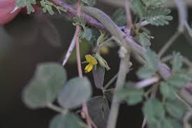 Image result for Rhynchosia totta