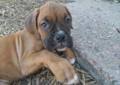 3 male puppies for sale male # 1 is also in the first picture mother is purebred basset hound father is lab x boxer mother is 40 lbs father is 60 lbs both parents have good. Akc Boxer Puppies For Sale In Denver Colorado Classified Americanlisted Com