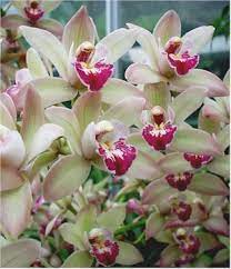 Grow Like A Pro No 1 Cymbidium Orchids Four Seasons Nursery Cymbidium Orchids Orchid Care Orchids