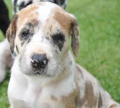 Image result for Harlequin Tan 1936 Graham