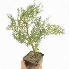 Image result for Crassula sarcocaulis