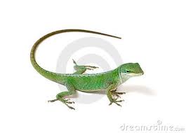 Green Anole Lizard About To Eat A Garden Spider Lizards For Sale Lizard Pet Lizards