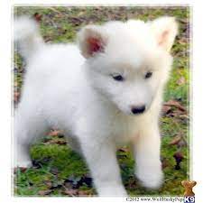 We reserve a set number of 'training puppies' for each season, and will pick puppies based on those families' needs with priority. Solid White Hybrid Puppies In Nc Ready Now A Wolf Dog Pup For Sale Liked On Polyvore Wolf Dog Wolf Dog Puppy Wolf Hybrid Puppies