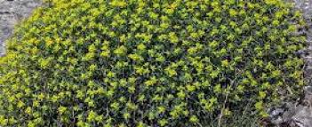 Per raggiungere le diverse spiagge si passa attraverso la macchia mediterranea e in questo periodo dell'anno è il giallo il colore dominante che segue i rosa accesi dei cisti ormai sfioriti: Liguria I Predatori Delle Piante Gialle La Repubblica