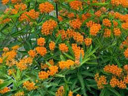 Pin On Plants For The Hill Zone 3