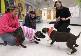 She's having a wonderful morning enjoying the nice weather. Pit Crew Volunteers Pick Up Pit Bulls From Pound The Blade