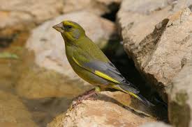 Grunfink Lbv Gemeinsam Bayerns Natur Schutzen