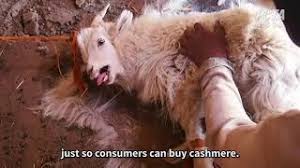 Google trans, chinese to english beta option. Cashmere Industry Exposed Terrified Goats Scream In Pain Peta Uk