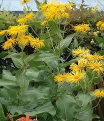 Image result for Inula klingii