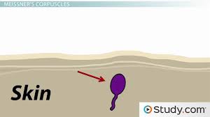 By using this site, you agree to the use of cookies for analytics and personalized data. Sensory Nerves Types And Functions Of Sensors And Receptors Video Lesson Transcript Study Com
