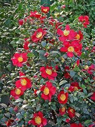 Yuletide Camellia Excellent Choice For A Colorful Hedge Or Screen Espalier And Border Shrub Mid Season Bloo Yuletide Camellia Winter Plants Camellia Plant