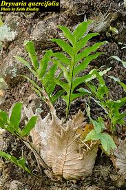 Image result for Drynaria volkensii