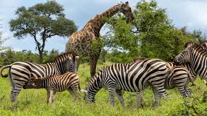 Image result for zebra
