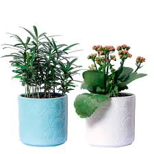 How can you keep them moisten?. Yxmyh White And Blue Ceramic Flower Pot Garden Planters 5 3 Pack 2 Indoor Plant Containers With Drainage Hole And Protective Pad Succulent Planter Pots Buy Online In Antigua And Barbuda At