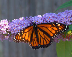 C'est un auteur qui me passionne toujours et dont j'admire l'esprit et le style. Tout Savoir Sur Les Papillons Gamm Vert