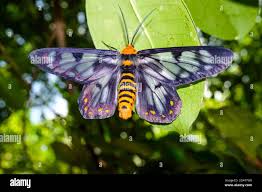 Image result for Dysphania