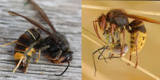 Om te bepalen of je te maken hebt met een hoornaar wesp of een limonadewesp, kun je kijken naar het. De Ene Hoornaar Is De Andere Niet Natuurpunt