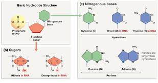 Biomolecules Nucleic Acids The Fourth Group Of Biomolecules Are The Nucleic Acids Nucleic Acids Are Made Of Carbon Hydrogen Oxygen Nitrogen And Phosphorous Atoms Nucleic Acids Store And Transfer Cellular Information And Transfer Energy In All Living