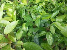 A fruit salad tree is a fruit tree that grows up to 6 different fruits all on the 1 tree. Leyte Fruit Tree Seedlings For Sale Posts Facebook