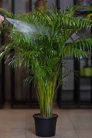 Read how to grow and care for this fussy palm at houseplant411.com. How To Grow And Care For Areca Palm Gardener S Path