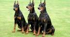 The 25 Best Guard Dog Breeds | CertaPet