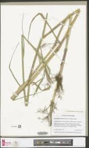 Image result for Urochloa arrecta