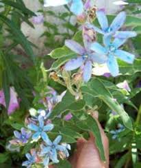 Oxypetalum Caeruleum Tweedia Turquoise Blue Star Milkweed Showy Flowers Colorful Garden Rock Garden Plants