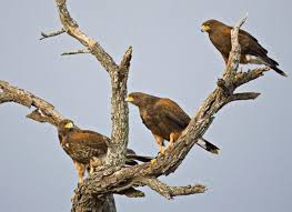 Birds Of Prey Pictures And Names 13 Animal Clusters With The Weirdest Names Animals Pet Birds Wildlife Animals