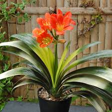 What are recommendations for a growing medium for my clivia? Clivia Miniata Akebono In Terracotta Pot White Flower Farm