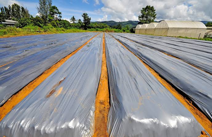 Biosolarización como método de biodesinfección de suelos - PortalFruticola.com