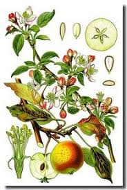 Comment Reconnaitre Les Arbres Fruitiers Fleur Photo Image Fruit Fleurs Feuilles Ph Impressions Botaniques Illustrations De Plantes Dessin Botanique