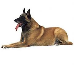 Belçika çoban köpeği çocuklarla i̇lişkisi. Belcika Coban Kopegi Fatih Belediyesi Yedikule Hayvan Barinagi
