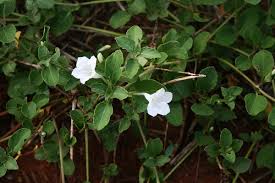 Image result for Ruellia patula