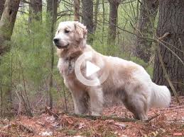 golden retriever dog type properties and maintenance retriever golden retriever kopek turleri