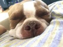 Image result for what is the best treatment for a dog with dry cracked nose